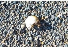Comodoro: encontraron un cráneo humano en la playa