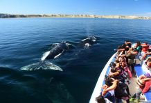 Chubut avanza en la regularización del avistaje de ballenas