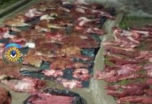 Camarones: Desbaratan un importante operativo de caza furtiva con decenas de guanacos y un puma faenado
